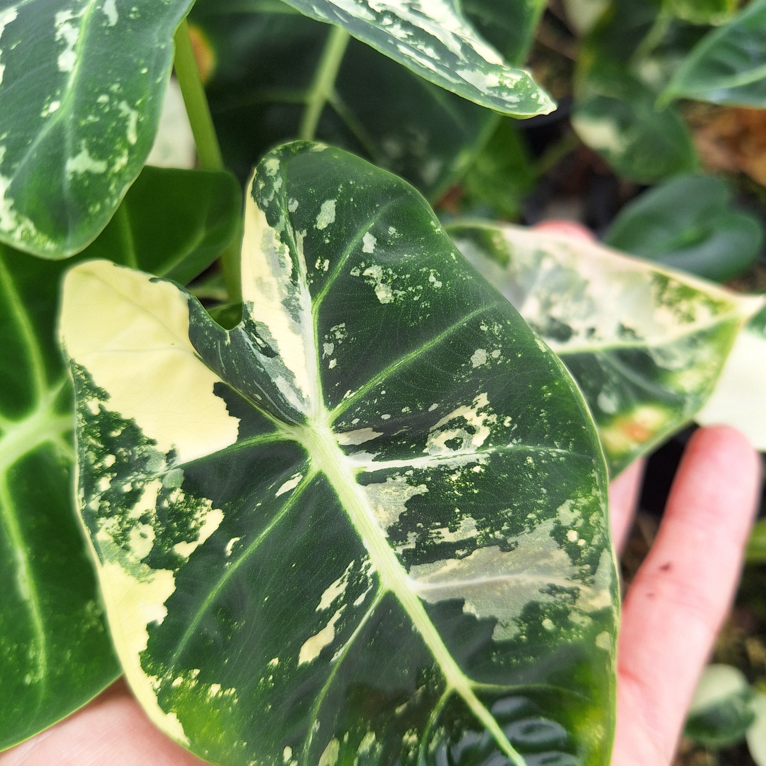 Alocasia micholitziana Frydek Variegata- Perfectly Imperfect Plants