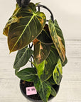 Philodendron melanochrysum Variegata