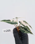 Alocasia Amazonica bambino Variegata - Bare Bottom Baby - SALE