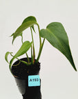 Monstera 'Burle Marx's Flame' - sale