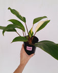 Homalomena Tropical Green Variegata -sale