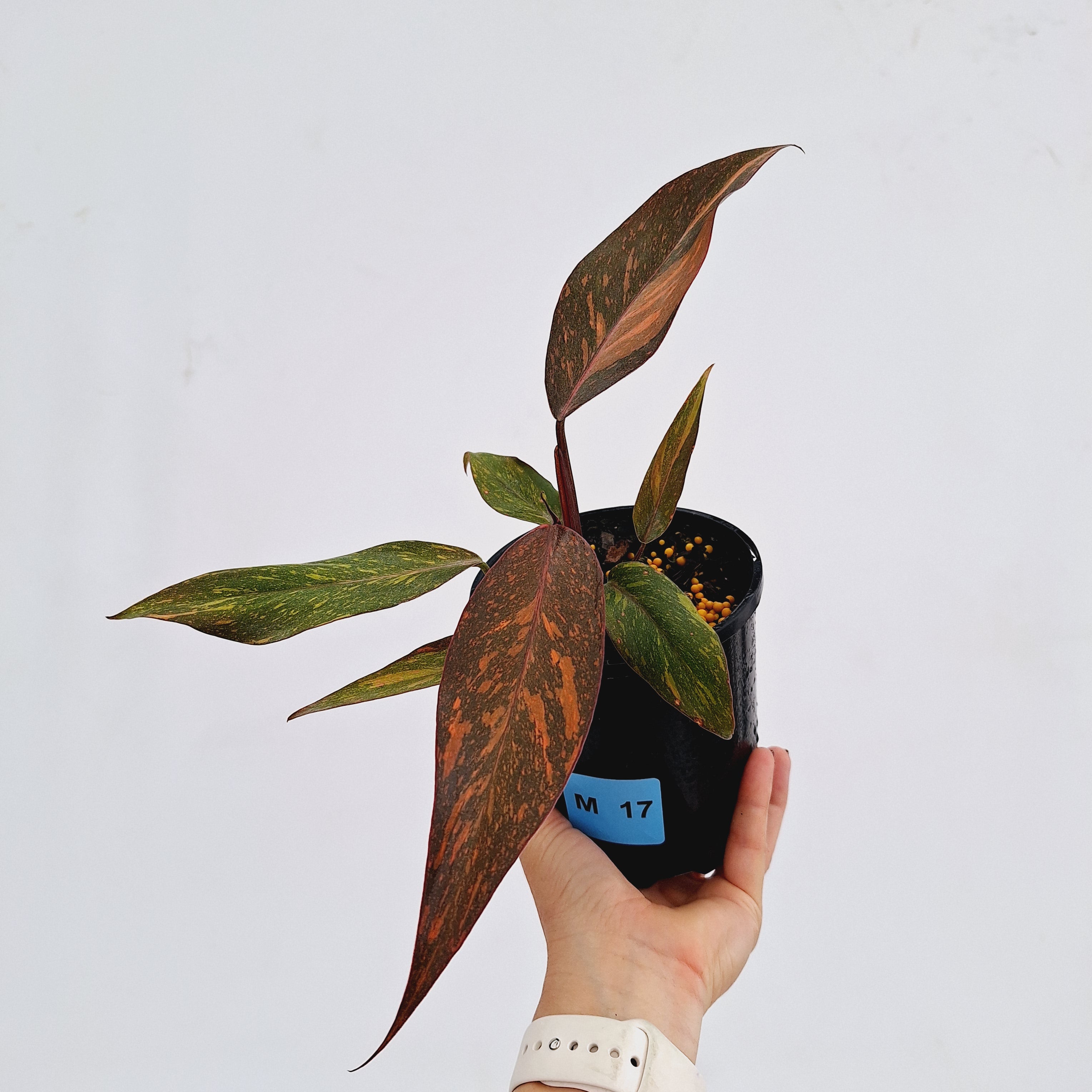 Philodendron 'Orange Princess'