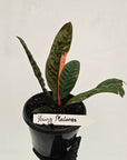 Anthurium superbum Variegata
