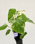 Monstera borsigiana 'Albo'