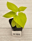 Homalomena rubescens Golden Hibiscus’ - Bare Bottom Baby - SALE