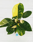 Philodendron Green Congo Variegata (Nuclear)