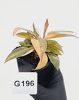 Philodendron 'Orange Princess'