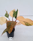 Philodendron erubescens Strawberry Shake - SALE