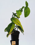 Monstera karstenianum 'Peru Variegata'