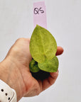 Anthurium 'Dark Phoenix' Variegata - Bare Bottom Baby