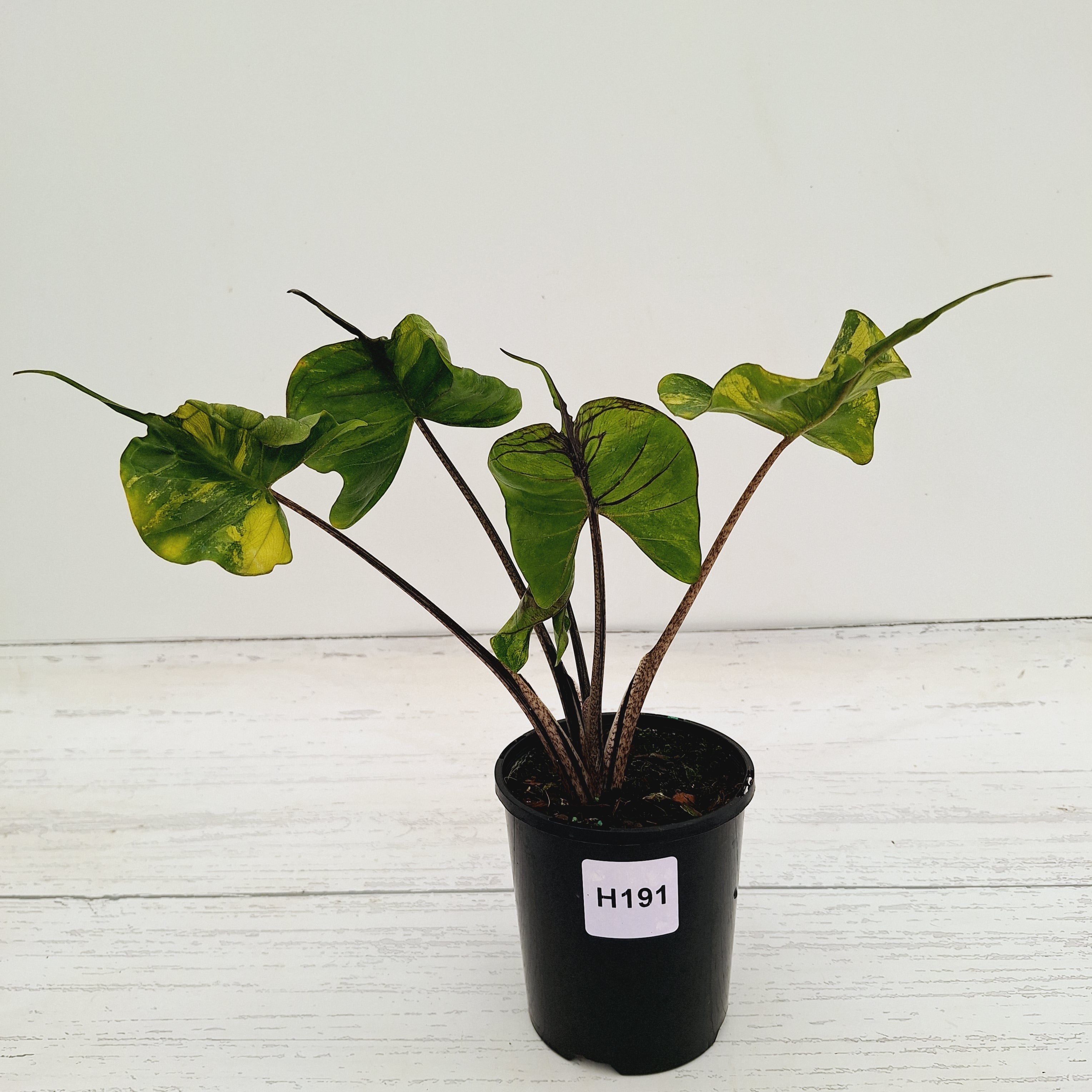 Alocasia macrorrhizos 'Stingray Aurea' Variegata