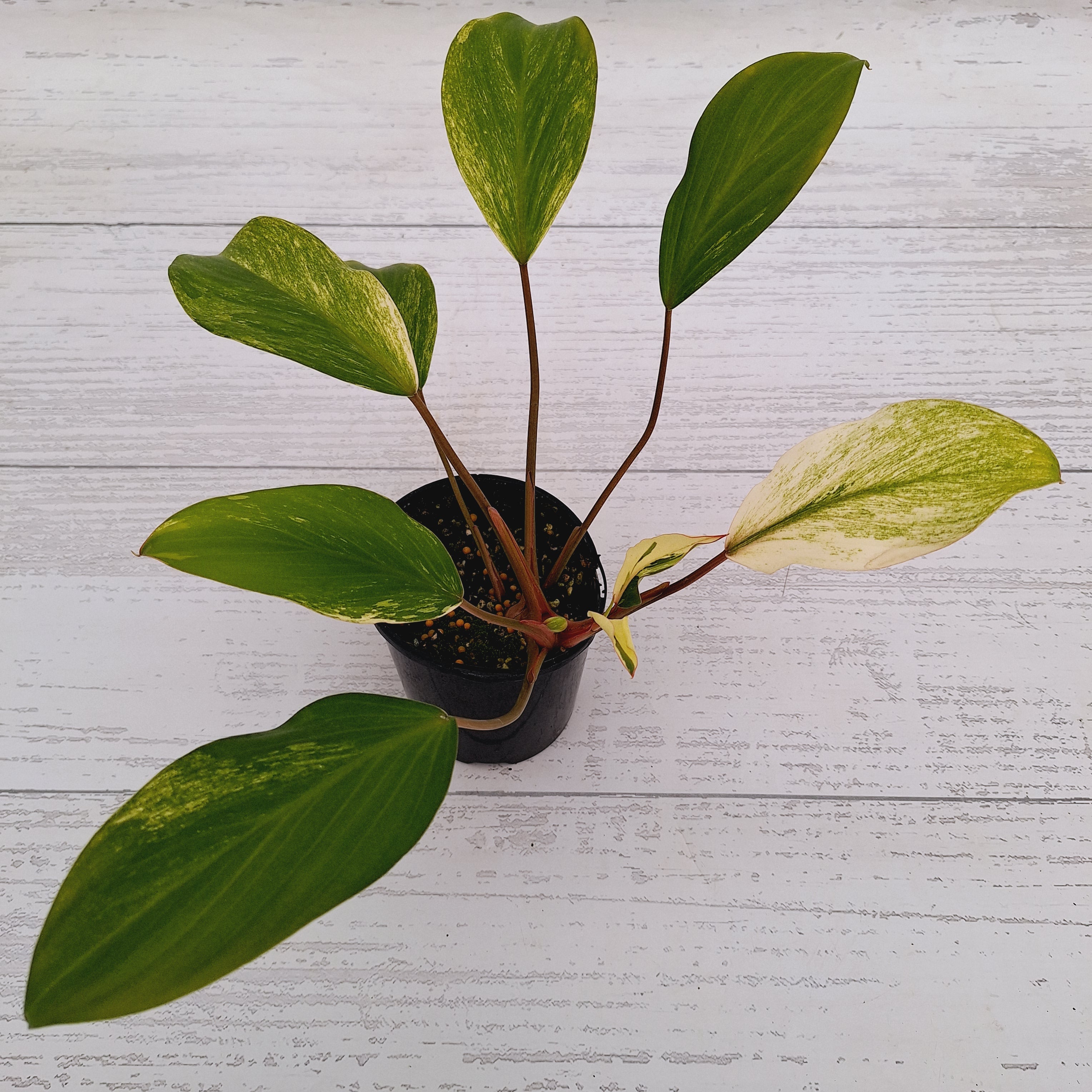 Homalomena Tropical Green Variegata