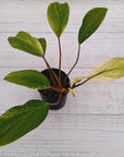 Homalomena Tropical Green Variegata