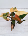 Philodendron erubescens Strawberry Shake