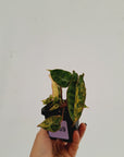Philodendron billietiae Variegata