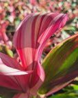 Cordyline fruticosa 'Burlesque'