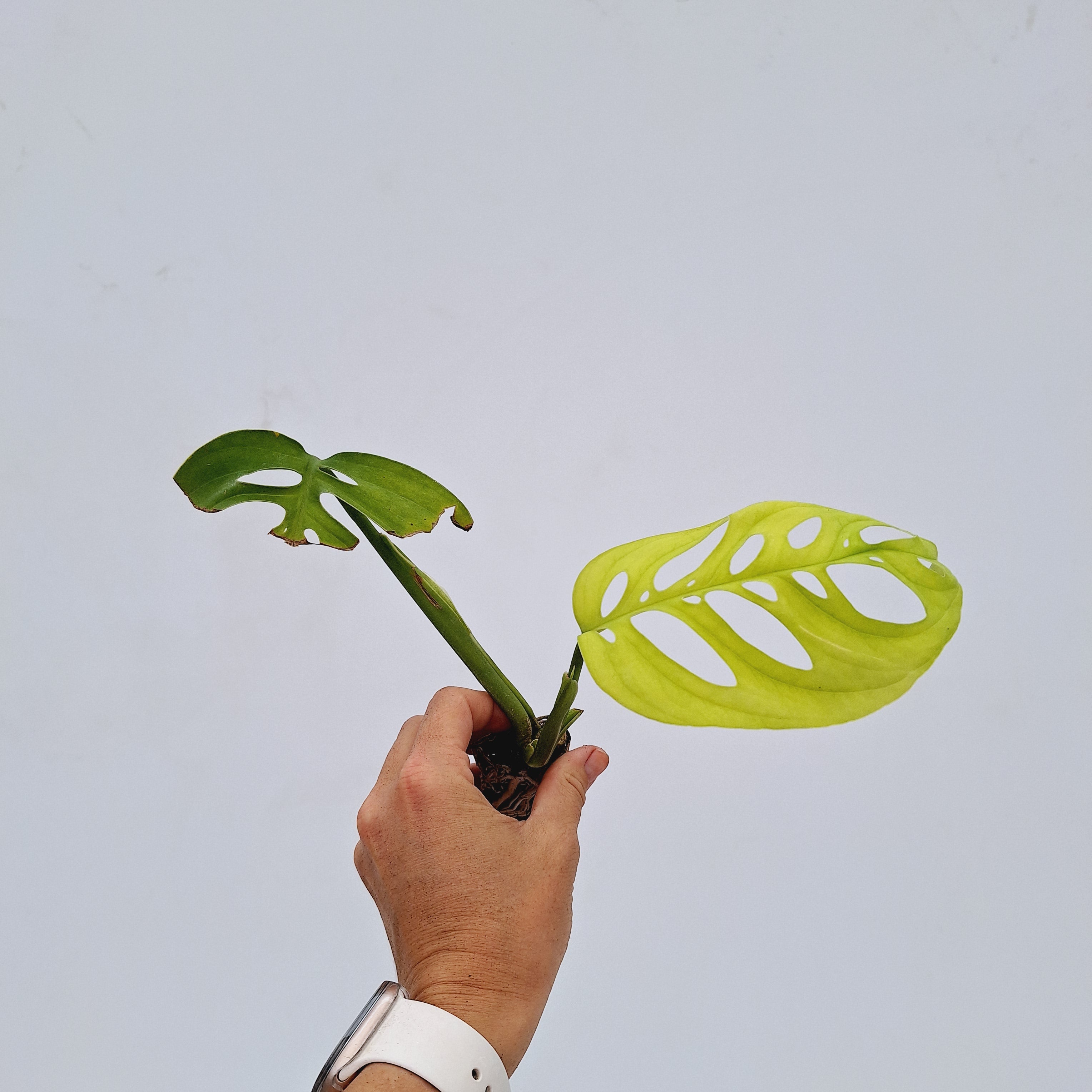 Monstera Esqueleto - Bare Bottom Baby
