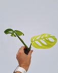 Monstera Esqueleto - Bare Bottom Baby