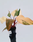 Philodendron erubescens Strawberry Shake - SALE