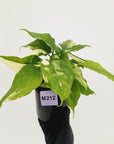 Aglaonema modestum variegata