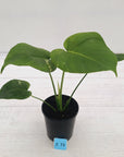 Monstera Deliciosa 'Mint'