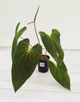 Anthurium Papillilaminum