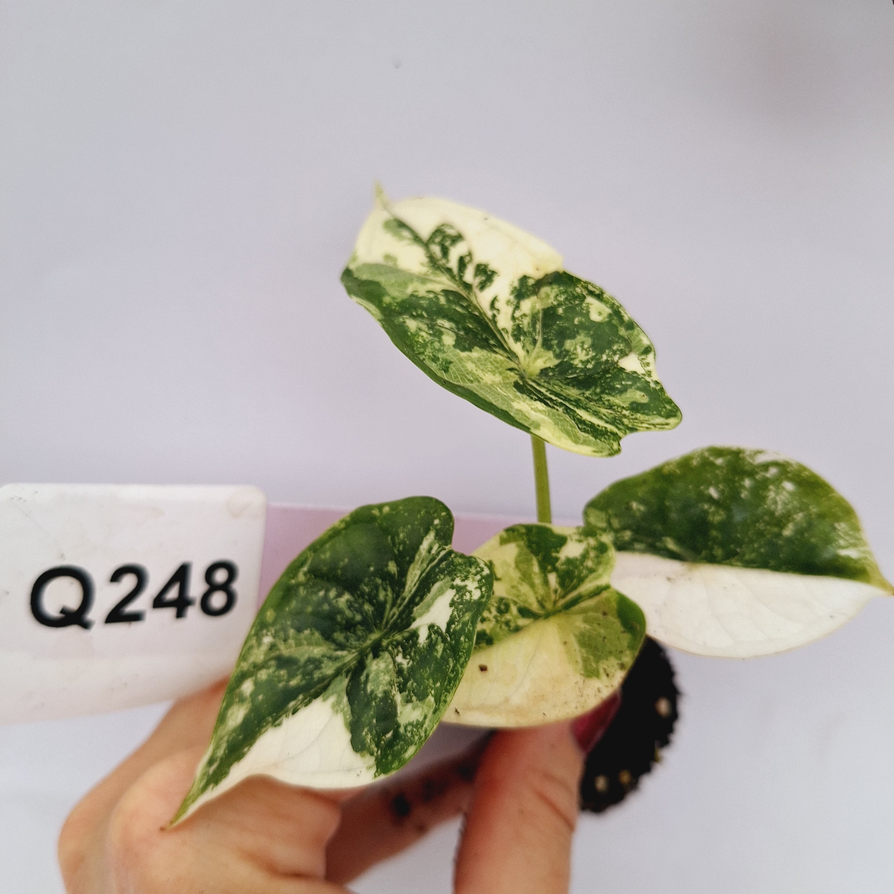 Alocasia Dragon Scale Variegata - Bare Bottom Baby