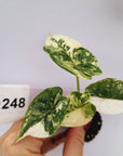 Alocasia Dragon Scale Variegata - Bare Bottom Baby