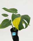 Monstera deliciosa Aurea 'Yellow Marilyn'