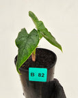 Alocasia sulawesi karpet