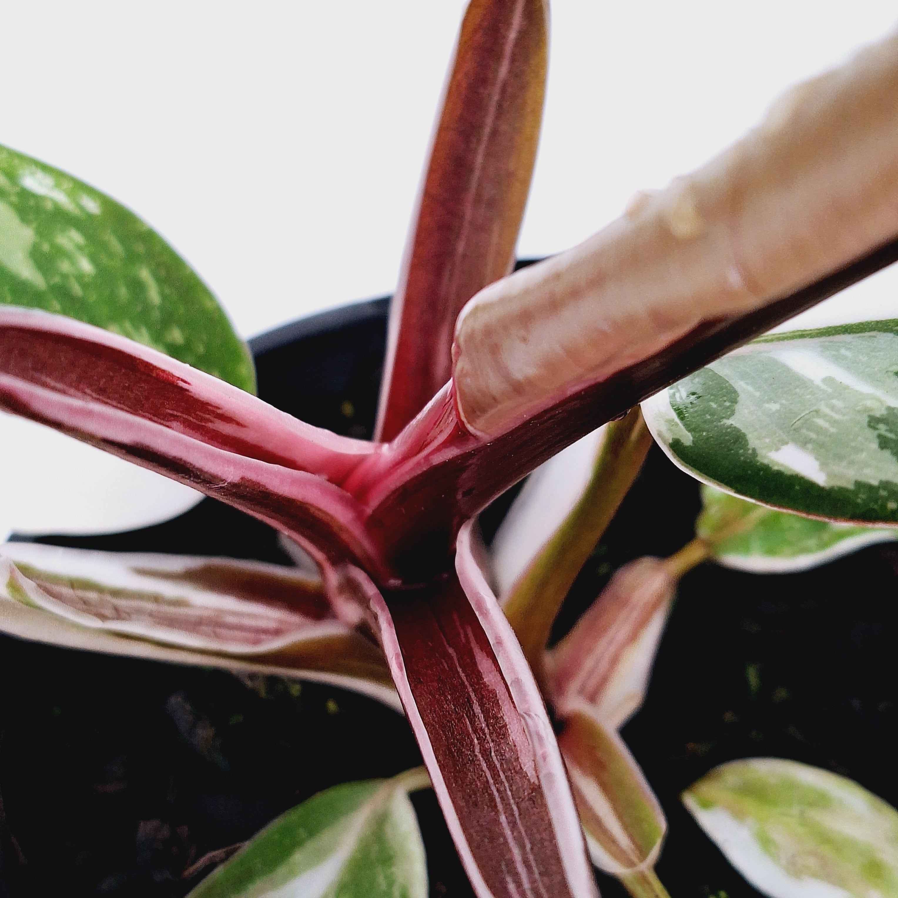 philodendron erubescens burgundy variegata Philodendron erubescens Red Anderson – Enliven Plants