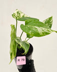 Monstera borsigiana 'Albo'