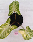 Phyllotaenium lindenii Magnificum Variegata - sale