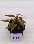 Philodendron 'Orange Princess'