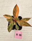 Philodendron 'Orange Princess' 70mm