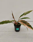 Philodendron serratum 'Caramel Marble' -flash sale