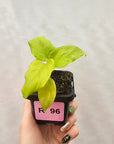 Homalomena rubescens Golden Hibiscus’ SALE