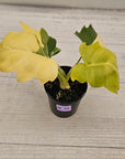 Philodendron warscewiczii 'Gold Variegata'