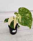 Monstera deliciosa Thai Constellation Sports
