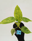 Philodendron giganteum Blizzard - SALE