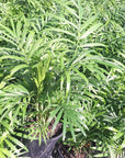 Chamaedorea elegans Parlour Palm
