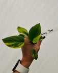 Homalomena rubescens Variegata - Bare Bottom Baby
