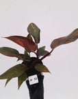 Philodendron 'Orange Princess' - FLASH SALE