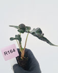 Alocasia ‘Loco’- Bare Bottom Baby - SALE