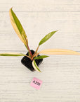 Philodendron serratum 'Caramel Marble' -flash sale