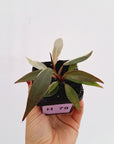 Philodendron 'Orange Princess'