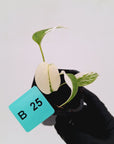 Monstera borsigiana 'Albo' - SALE