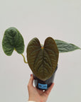 Anthurium Luxurians