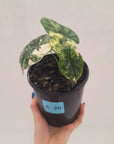 Alocasia Dragon Scale Variegata
