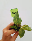 Philodendron gloriosum 'Snow Leopard' - Bare Bottom Baby